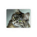 Placemat - Digital Kitten - printonitshop