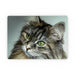 Placemat - Digital Kitten - printonitshop