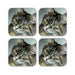 Coasters - Digital Kitten - printonitshop