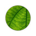 Coasters - Green Leaf - printonitshop