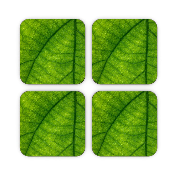 Coasters - Green Leaf - printonitshop