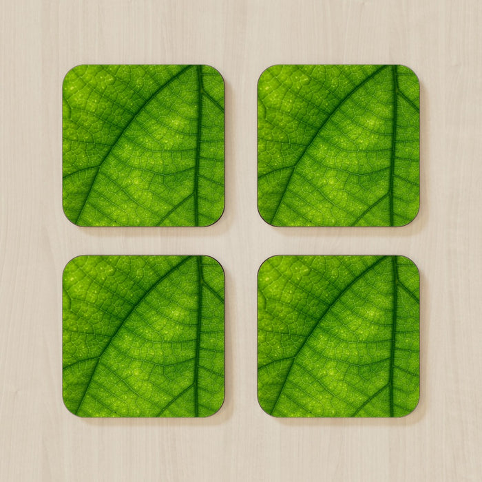 Coasters - Green Leaf - printonitshop